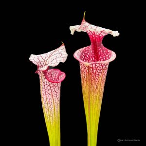 Sarracenia x ''Atlas 5''
