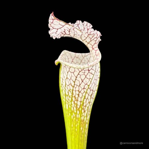 tkuetqoJdl8wMvN1uK0e.jpg tkuetqoJdl8wMvN1uK0e.jpg