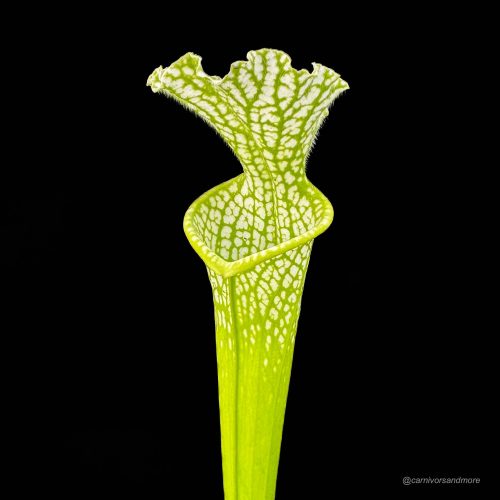 uDJOakELoBNliljc9pwU.jpg uDJOakELoBNliljc9pwU.jpg