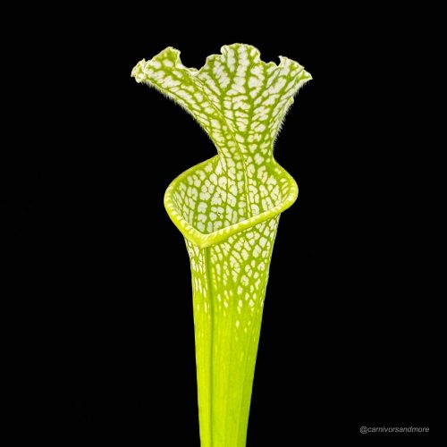 uDJOakELoBNliljc9pwU.jpg uDJOakELoBNliljc9pwU.jpg