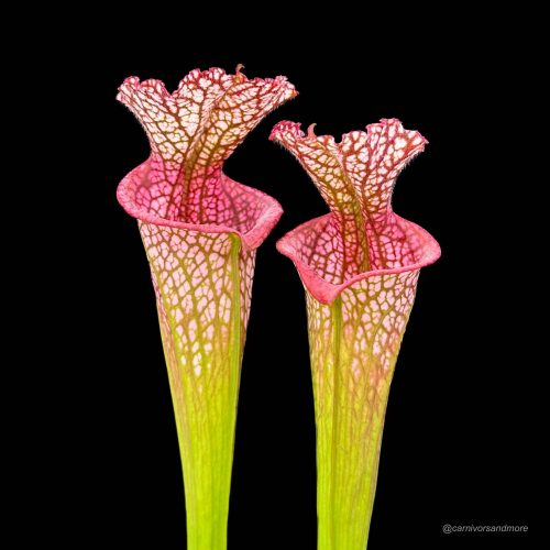 uOTsrqyDdml7O5Qz3VdK.jpg uOTsrqyDdml7O5Qz3VdK.jpg