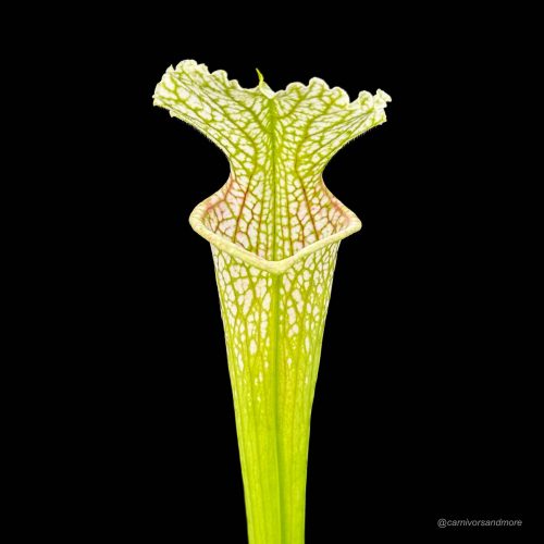 uoLam3D5IHCaJhNiPomH.jpg uoLam3D5IHCaJhNiPomH.jpg