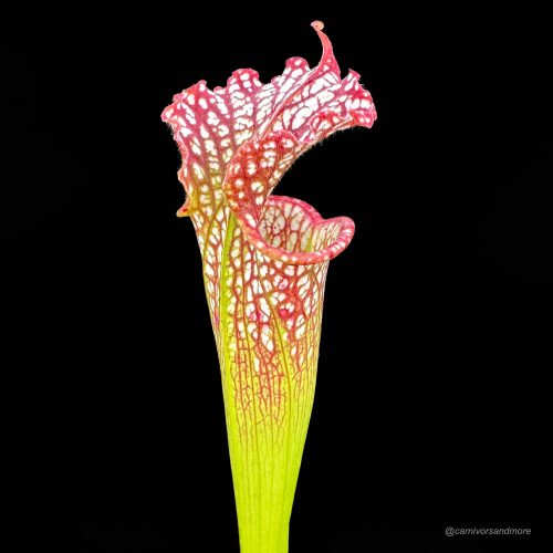 uxanW9qIjgSliXtlNf3c.jpg uxanW9qIjgSliXtlNf3c.jpg