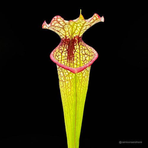 vLkcuSGkZEIAQv3QLRLE.jpg vLkcuSGkZEIAQv3QLRLE.jpg