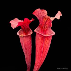 Sarracenia x ''Copper Vase''