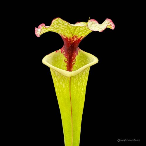 vwOML1aw5L8skt1xTSuC.jpg vwOML1aw5L8skt1xTSuC.jpg