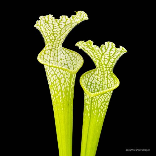 wAH31plukAEDCqecPHPP.jpg wAH31plukAEDCqecPHPP.jpg