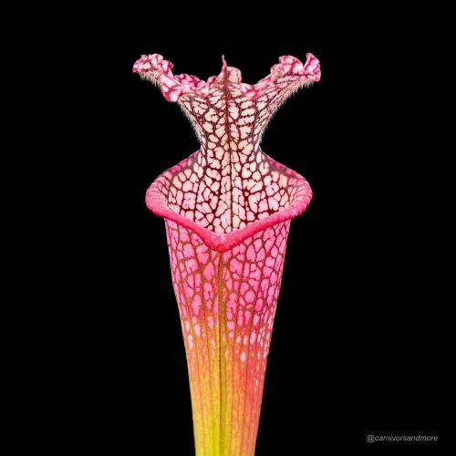 wHaummsY5rYCFctS6Rf9.jpg wHaummsY5rYCFctS6Rf9.jpg