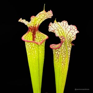Sarracenia x moorei "Leah Wilkerson", 30-40 cm