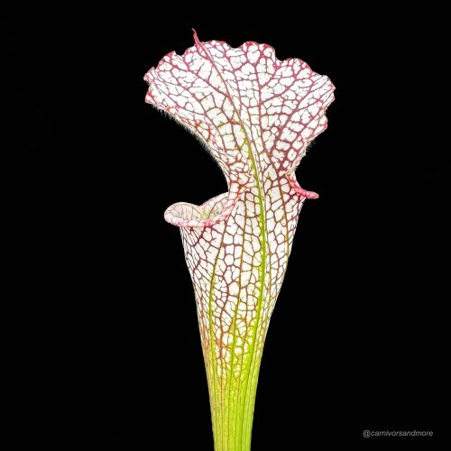 xvcIJWMBVAwj0RuP5SDw.jpg xvcIJWMBVAwj0RuP5SDw.jpg