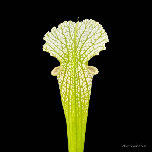 yzg54yQJ7T7GuOwAodKu.jpg yzg54yQJ7T7GuOwAodKu.jpg