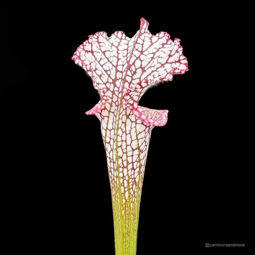 z4NnGyaSmwCAsYkDS8kE.jpg z4NnGyaSmwCAsYkDS8kE.jpg