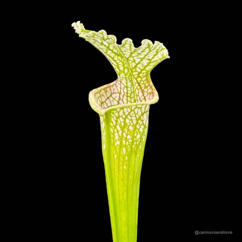 zQYO1JiSczSZfyfTuqGc.jpg zQYO1JiSczSZfyfTuqGc.jpg