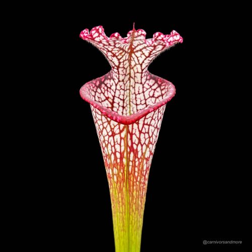 zzSy77rOPYQaLeuTwtGr.jpg zzSy77rOPYQaLeuTwtGr.jpg