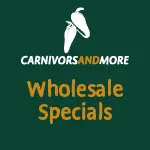 Sarracenia oreophila, fat pitchers, ex. Plantev