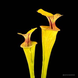 Sarracenia oreophila x flava