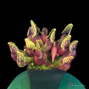 Sarracenia purpurea ssp. venosa ''Yellow Flower'' x (montana KPC x PV19), 12-14 cm