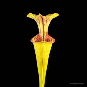 Sarracenia oreophila ''Pink Lip'', SL O 09