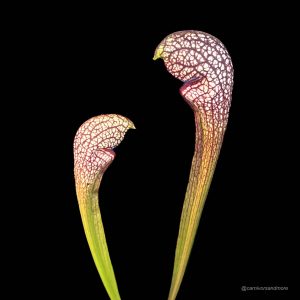 Sarracenia x psittacina x leucophylla ''Giant clone'', Citronelle, Alᅠ