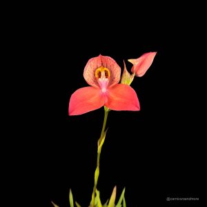 Disa x ''Inca Warrior''