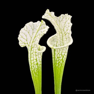 Sarracenia leucophylla ''Alba'' seedgrown plants