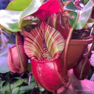 Nepenthes veitchii Candy x Candy F1, 8-10 cm