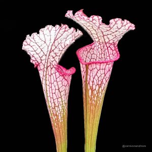 Sarracenia leucophylla ''Red/Pink tube'', Perdido Alabama, MK L 49b