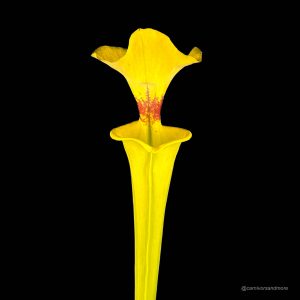 Sarracenia flava var. rugelii, Georgia, ex M. Erbacher