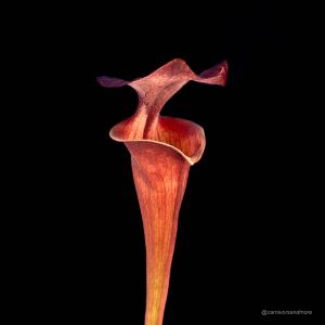 Sarracenia flava var. atropurpurea, F 130/F, ex Mirek Srba