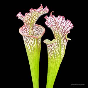 Sarracenia leucophylla ''Large Pitchers/Red Mouth''