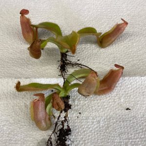 Nepenthes veitchii Candy x Candy F2, 8-10 cm