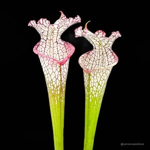 Sarracenia leucophylla ''Ben's Bog'', Baldwin Co., iP L 19