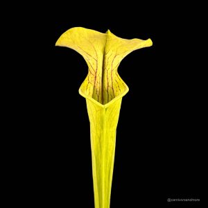 Sarracenia oreophila ''Typical'', 40 cm