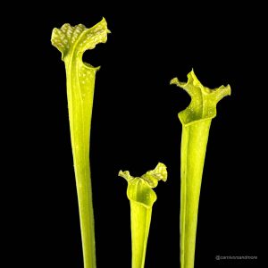 Sarracenia leucophylla AF x alata AF, 30 cm