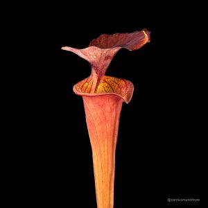 Sarracenia flava var. atropurpurea ''Giant'', Blackwater State Forest, KU 13