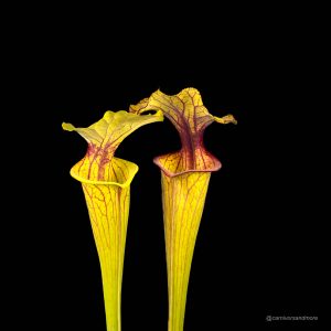 Sarracenia flava var. ornata, very dark, red mouth