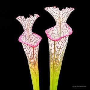 Sarracenia leucophylla ''Very tall pitcher, Pink Lip'', 40-50 cm, hardy