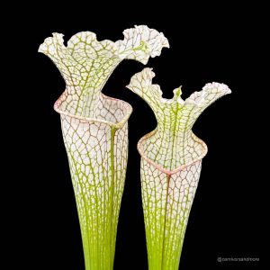 Sarracenia leucophylla, Santa Rosa Co., MS L 22a