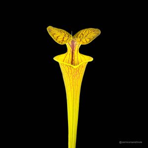 Sarracenia flava var. ornata