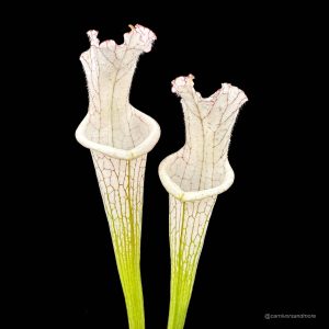 Sarracenia leucophylla ''Alba # 5, Pink Lip''