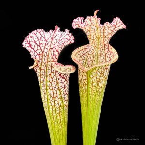 Sarracenia leucophylla, MK L 81, Tibbee Al
