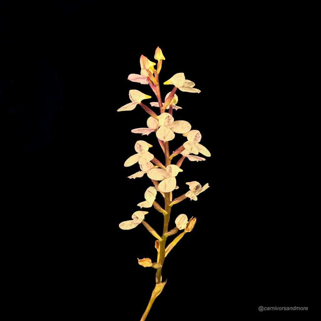 carnivorsandmore – Deine Quelle für seltene Pflanzen Disa tripetaloides Clone Nr. 1