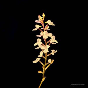 Disa tripetaloides Clone Nr. 1
