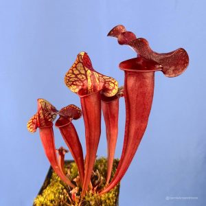 Sarracenia x Cancan x purpurea var. burkei