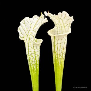Sarracenia leucophylla ''Alba'', almost clear white tops