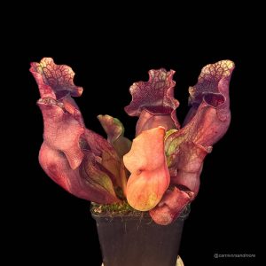 Sarracenia purpurea ssp. venosa ''Green Swamp x Buddha Belly'', 12-14 cm
