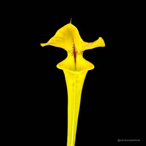Sarracenia flava var. rugelii, compact robust pitchers