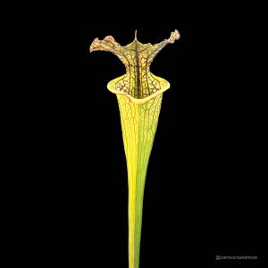 Sarracenia x moorei, ex Marc Verdyk