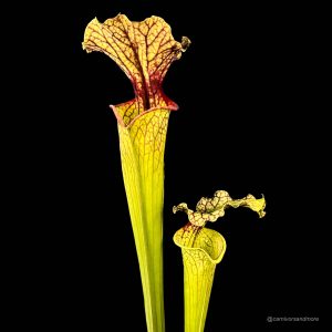 Sarracenia x moorei ''Leiden'', Clone 2