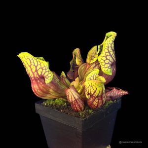 Sarracenia purpurea ssp. venosa var. montana Leiden x montana KPC, 10-12 cm
